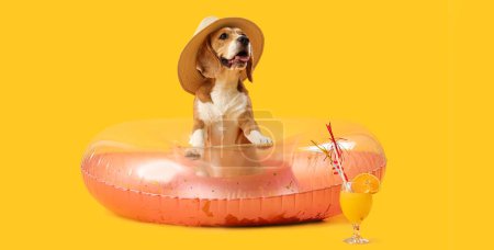 Cute Beagle dog in hat, with inflatable ring and cocktail on yellow background