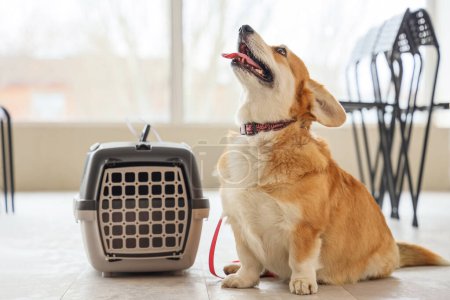 Cute Corgi dog with carrier at airport