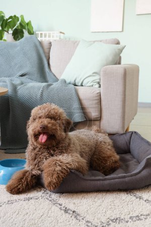 Téléchargez les photos : Caniche drôle couché dans le lit pour animaux à la maison - en image libre de droit