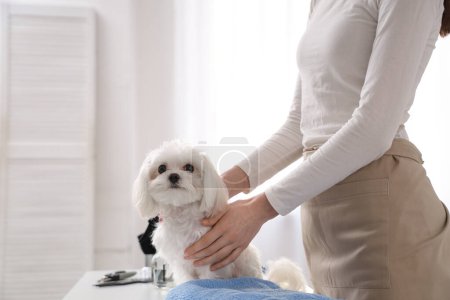 Female groomer taking care of cute Maltese dog in salon