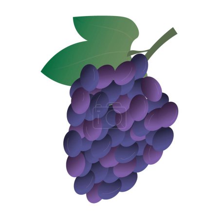 Illustration for Blue grapes on white background - Royalty Free Image