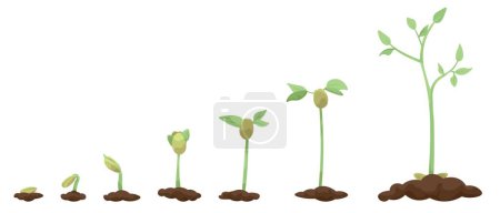 Illustration for Drawn stages of plant growth on white background - Royalty Free Image