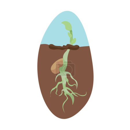 Illustration for Growing seedling in soil on white background - Royalty Free Image