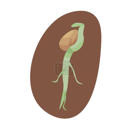 Illustration for Sprouting seed on white background - Royalty Free Image