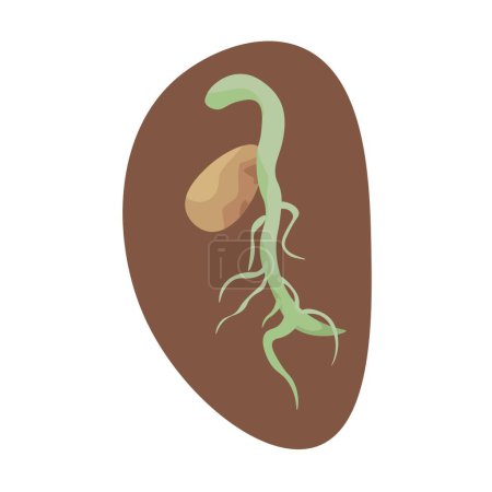 Illustration for Sprouting seed on white background - Royalty Free Image