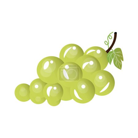 Illustration for Green grapes on white background - Royalty Free Image