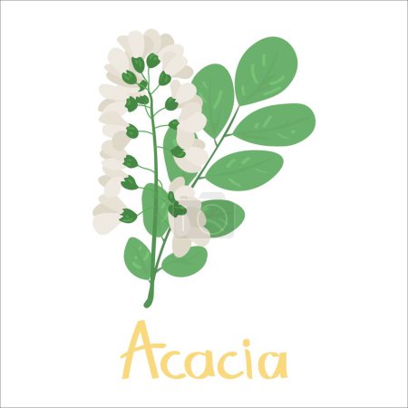 Ilustración de Flores aromáticas de acacia sobre fondo blanco - Imagen libre de derechos