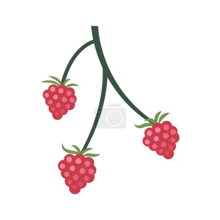 Branch with ripe raspberries on white background