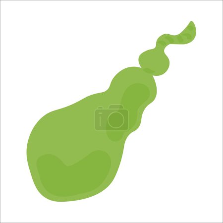 Illustration for Human gall bladder on white background - Royalty Free Image
