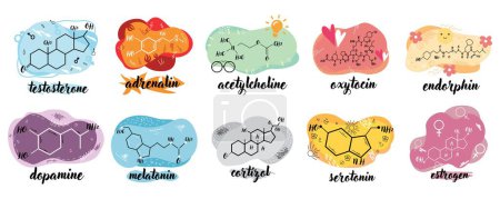 Téléchargez les illustrations : Formules chimiques structurelles de différentes hormones humaines sur fond blanc - en licence libre de droit