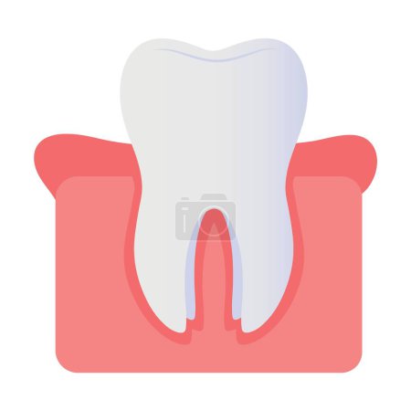 Human tooth in gum on white background