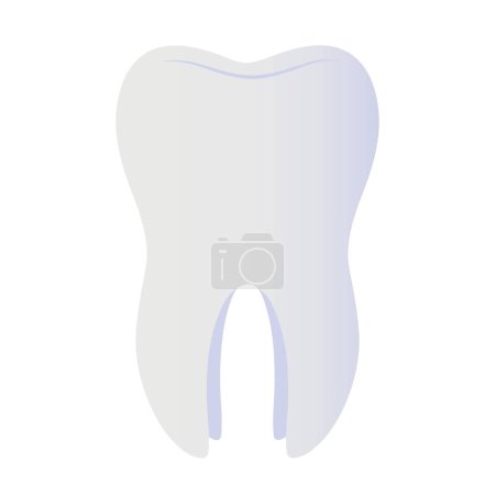 Menschlicher Zahn auf weißem Hintergrund