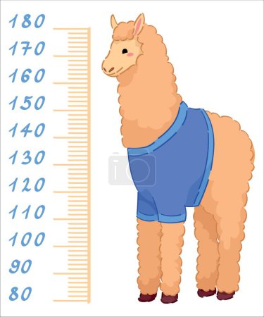 Cute alpaca measuring height on white background