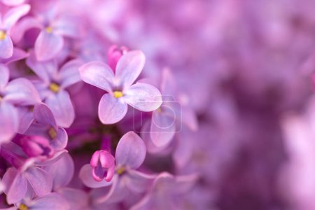 Violet Lilacs Flowers Close up Background