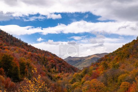 colorful autumn landscape with trees in mountains