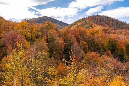 colorful autumn forest with trees in mountains