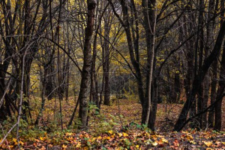 autumn forest, yellow leaves, nature flora and foliage, nature