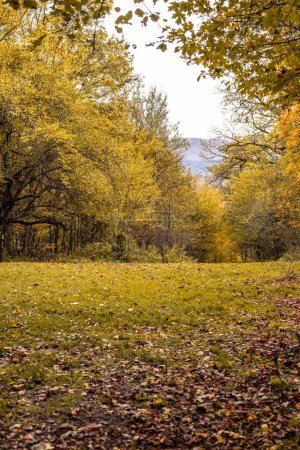 autumn forest with yellow leaves and red trees