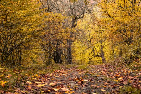 autumn in the forest, colorful leaves, trees and golden autumn leaves