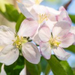 apple tree blossom close up in sunny day