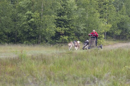 Foto de Husky trineo perros equipo con el hombre tirando de carro en verde bosque prado con bosque en el fondo. - Imagen libre de derechos