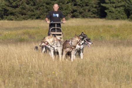 Photo for Mushing Greenland and siberian husky dog team pulling sled with man in a summer field next to forest on a sunny day. - Royalty Free Image
