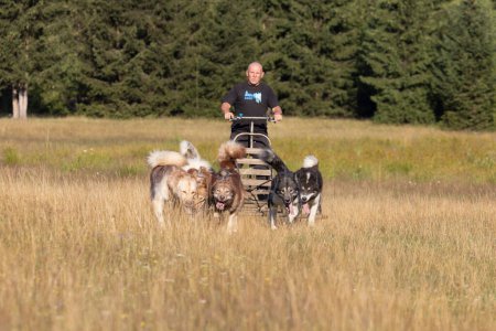 Foto de Mushing Groenlandia y perro husky siberiano equipo tirando del trineo con el hombre en un campo de verano junto al bosque en un día soleado. - Imagen libre de derechos