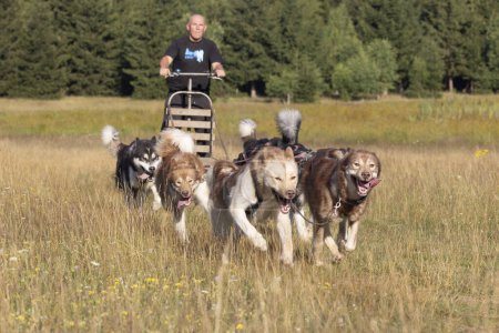 Photo for Mushing Greenland and siberian husky dog team pulling sled with man in a summer field next to forest on a sunny day. - Royalty Free Image