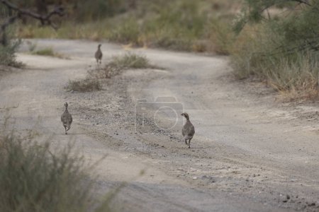 Téléchargez les photos : Portrait d'oiseaux perdrix dans les prairies sèches marchant sur le sol - en image libre de droit