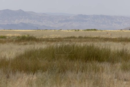Foto de Gacela gacela en el parque nacional Vashlovani de Georgia en el pastoreo campo semi-desierto - Imagen libre de derechos