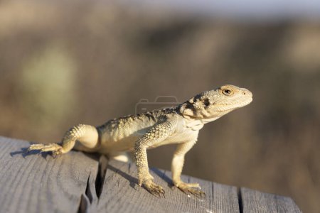 Foto de Primer plano de lagarto reptil de agama caucásico en el parque nacional Vashlovani área protegida de Georgia - Imagen libre de derechos