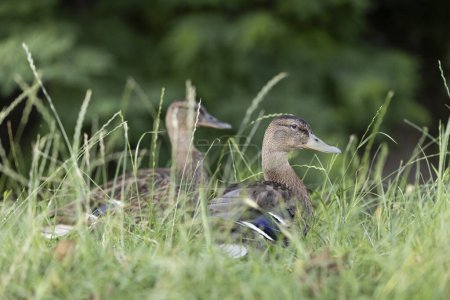 Photo for Closeup portrait of mallard ducks females in green grass during summer - Royalty Free Image