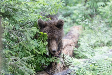 Photo for Portrait of brown bear ursus arctos walking in thick spruce mountain forest in summer - Royalty Free Image