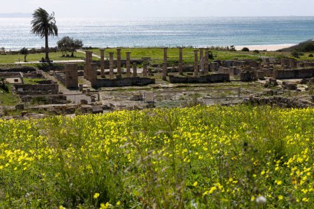 Roman archeological site with forum and stone architecture ruins in Baelo Claudia on the Spanish coast with ocean view on coasta de la luz on a bright sunny day with blue sky.