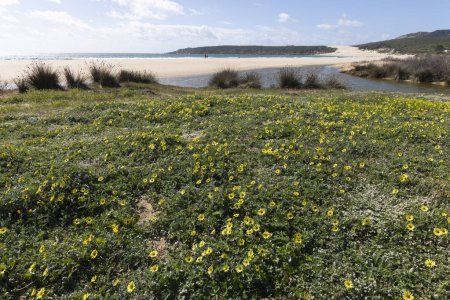 Seashore with sandy beach at Punta de Paloma on Costa de la luz with bloomed yellow flowers on sand dunes on a bright sunny day.