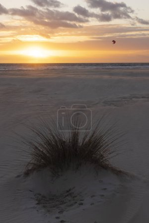 People surfing with kite at sunset on Palomar beach in Spain at sunset with sand dunes with vegetation on a sunset sky with bright colors close to Costa de la luz.