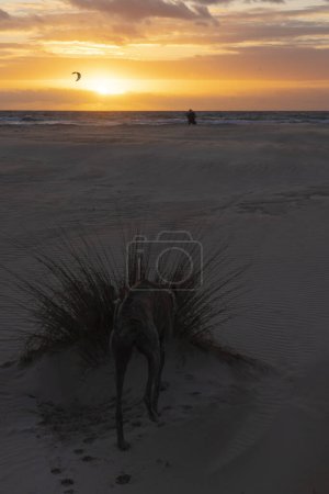 Foto de Perro junto a arbusto en la playa al atardecer con kitesurfer con tabla de surf al fondo junto a costa en costa de la luz en Sain. - Imagen libre de derechos