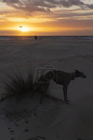 Foto de Perro junto a arbusto en la playa al atardecer con kitesurfer con tabla de surf al fondo junto a costa en costa de la luz en Sain. - Imagen libre de derechos