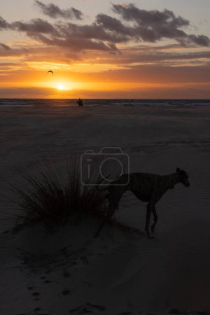 Dog next to bush on the beach at sunset with kitesurfer with board surfing in the background next to coastline in costa de la luz in Sain.