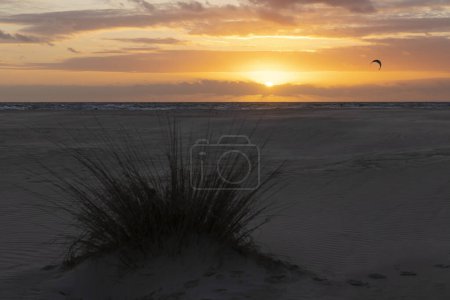 Foto de Kitesurfer volando cometa abordaje y surf al atardecer con cielo amarillo brillante junto a playa con arbusto en costa de la luz en la costa española del Atlántico. - Imagen libre de derechos