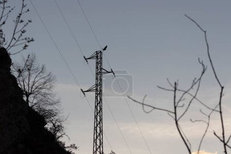 Cuervo en la estación eléctrica torre de red eléctrica de alto voltaje al atardecer volando junto a cables.