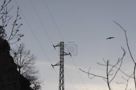 Cuervo en la estación eléctrica torre de red eléctrica de alto voltaje al atardecer volando junto a cables.