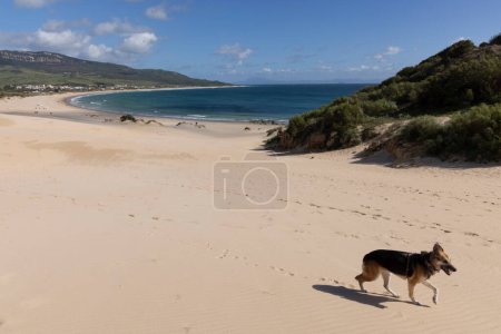 Punta Paloma Strand in Spanien mit Sanddünen und Meerblick mit Hund beim Spazierengehen an einem strahlend sonnigen Tag mit blauem Himmel.