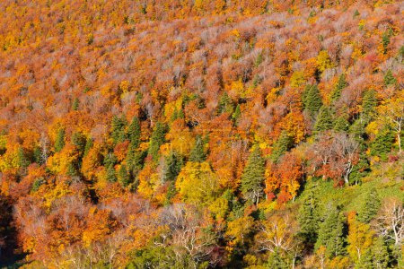 Téléchargez les photos : Saison des feuilles d'automne au Japon - en image libre de droit