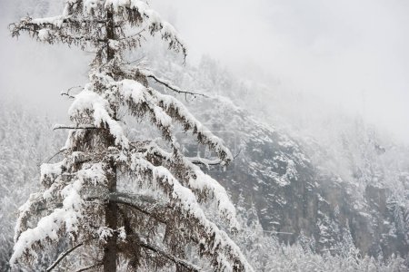 Foto de Los bosques en las frías montañas cubiertas de nieve - Imagen libre de derechos