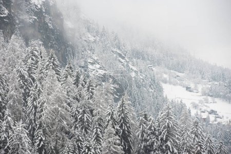 Los bosques en las frías montañas cubiertas de nieve 