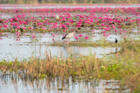 Photo for Water bird in large lake at the central of Thailand, Nakhonsawan province - Royalty Free Image