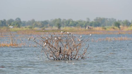 Téléchargez les photos : Water bird in large lake at the central of Thailand, Nakhonsawan province - en image libre de droit
