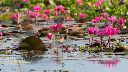 Téléchargez les photos : Water bird in large lake at the central of Thailand, Nakhonsawan province - en image libre de droit
