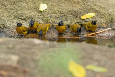 Photo for Black Crested Bulbul stand in the rain forest, Thailand - Royalty Free Image
